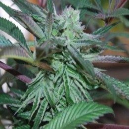 Panama Dc Feminizada de Cannabiogen Seeds