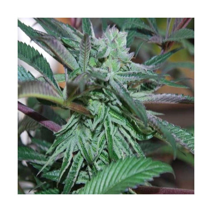 Panama Dc Feminizada de Cannabiogen Seeds