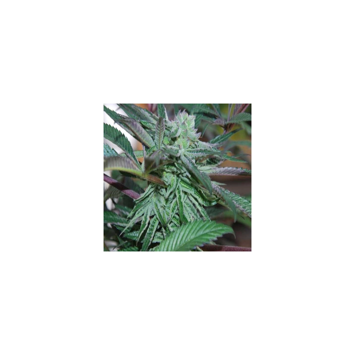 Panama Dc Feminizada de Cannabiogen Seeds