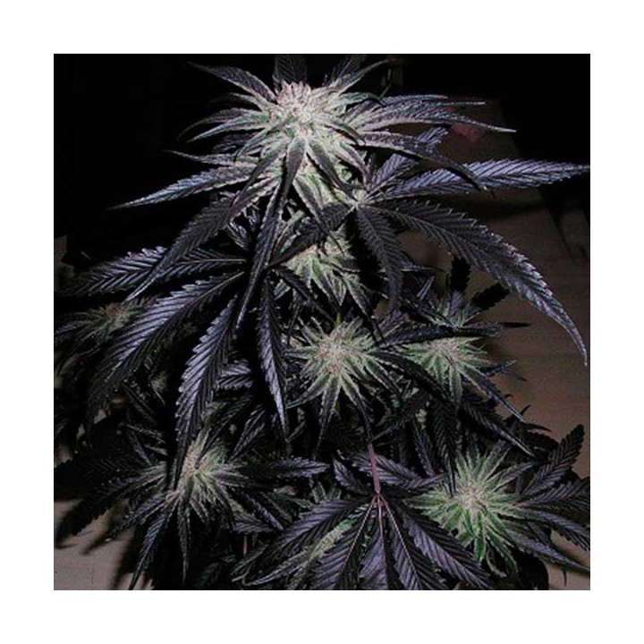 Peyote Purple Regular de Cannabiogen Seeds