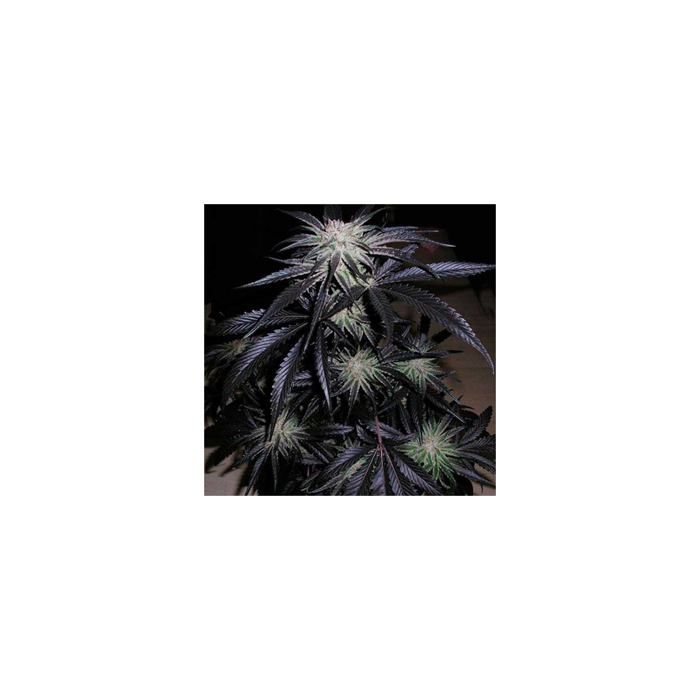 Peyote Purple Regular de Cannabiogen Seeds