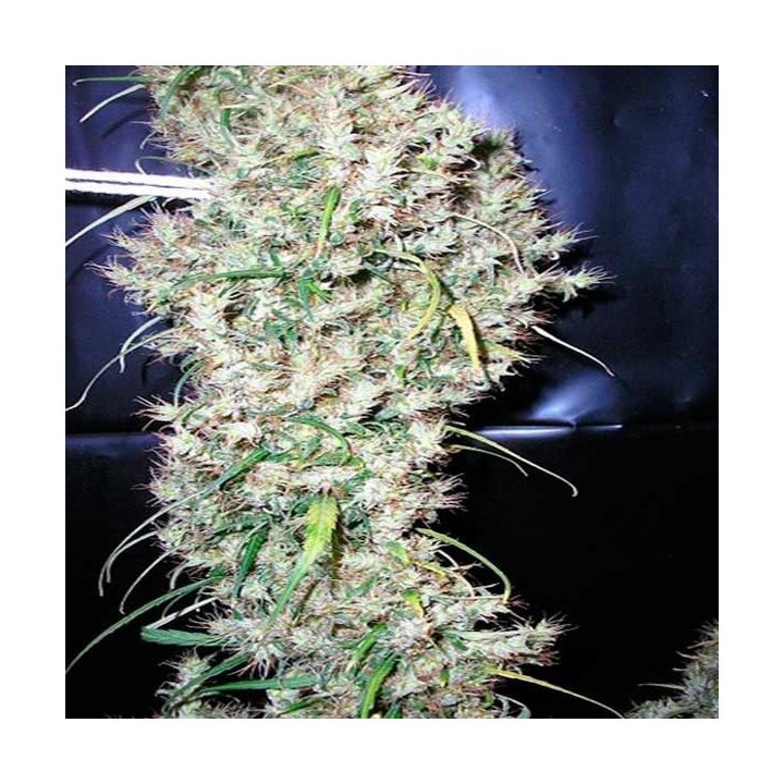 Sud Africa Regular de Cannabiogen Seeds