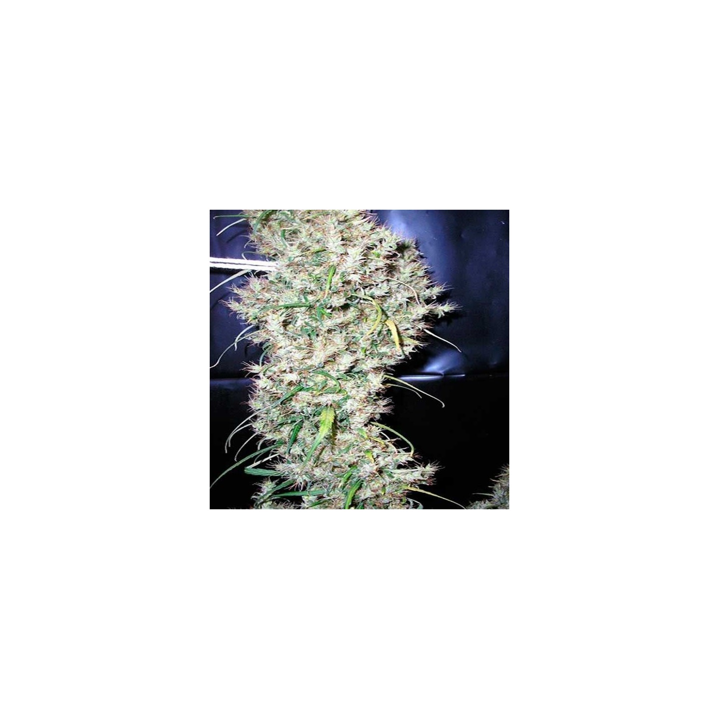 Sud Africa Regular de Cannabiogen Seeds