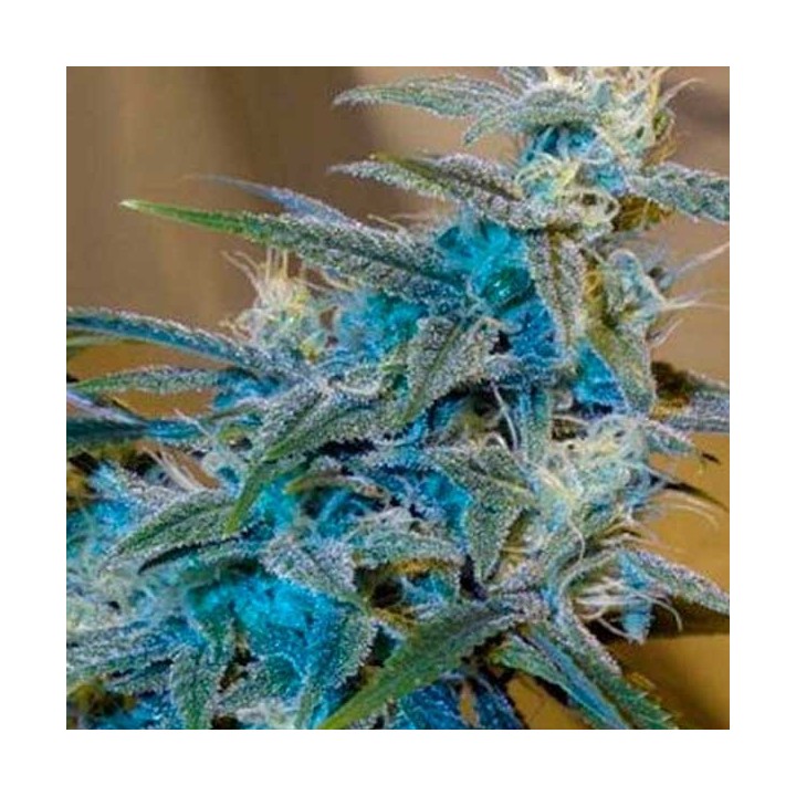 Sugarloaf Feminizada de Cannabiogen Seeds