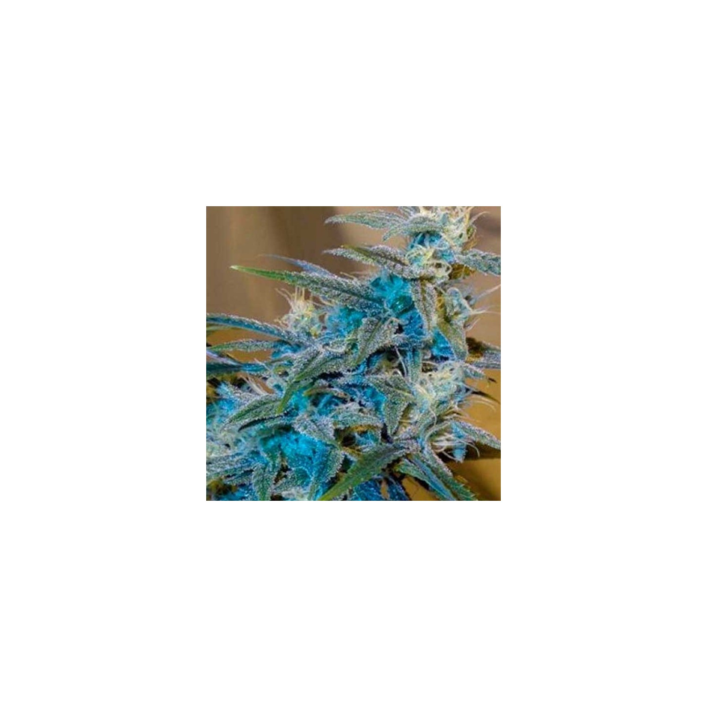Sugarloaf Feminizada de Cannabiogen Seeds