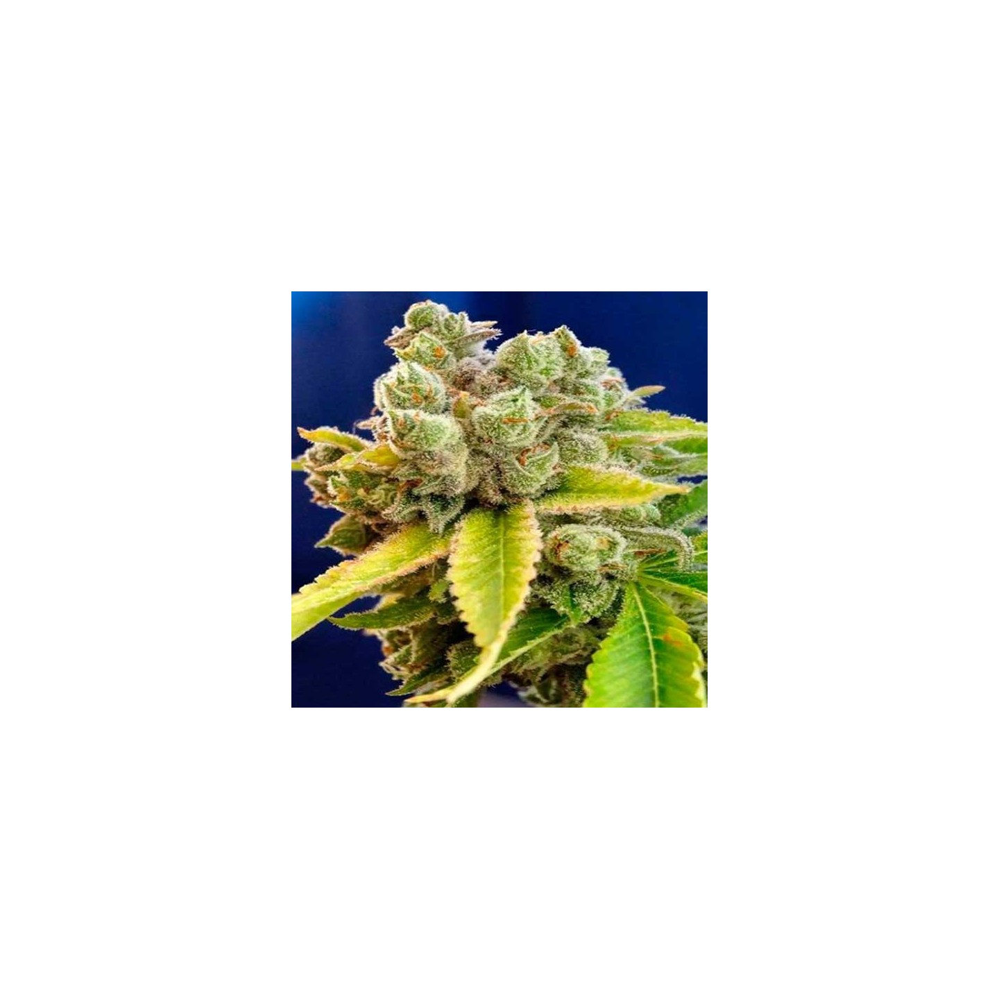 Casey Jones Feminizada de Devils Harvest Seeds