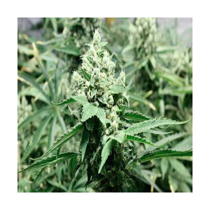 Devil's Dawg Regular de Devils Harvest Seeds