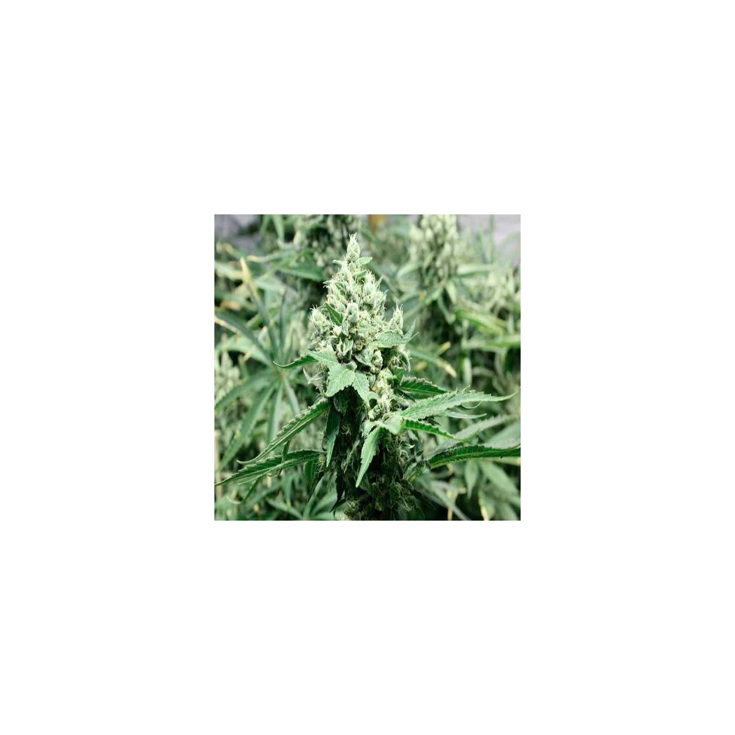 Devil's Dawg Regular de Devils Harvest Seeds