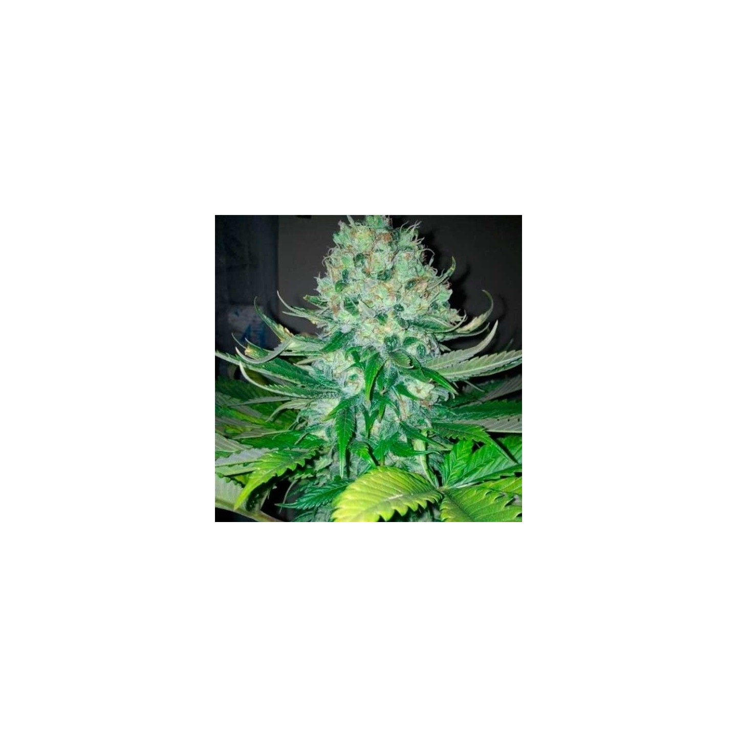 Fallen Angel Feminizada de Devils Harvest Seeds