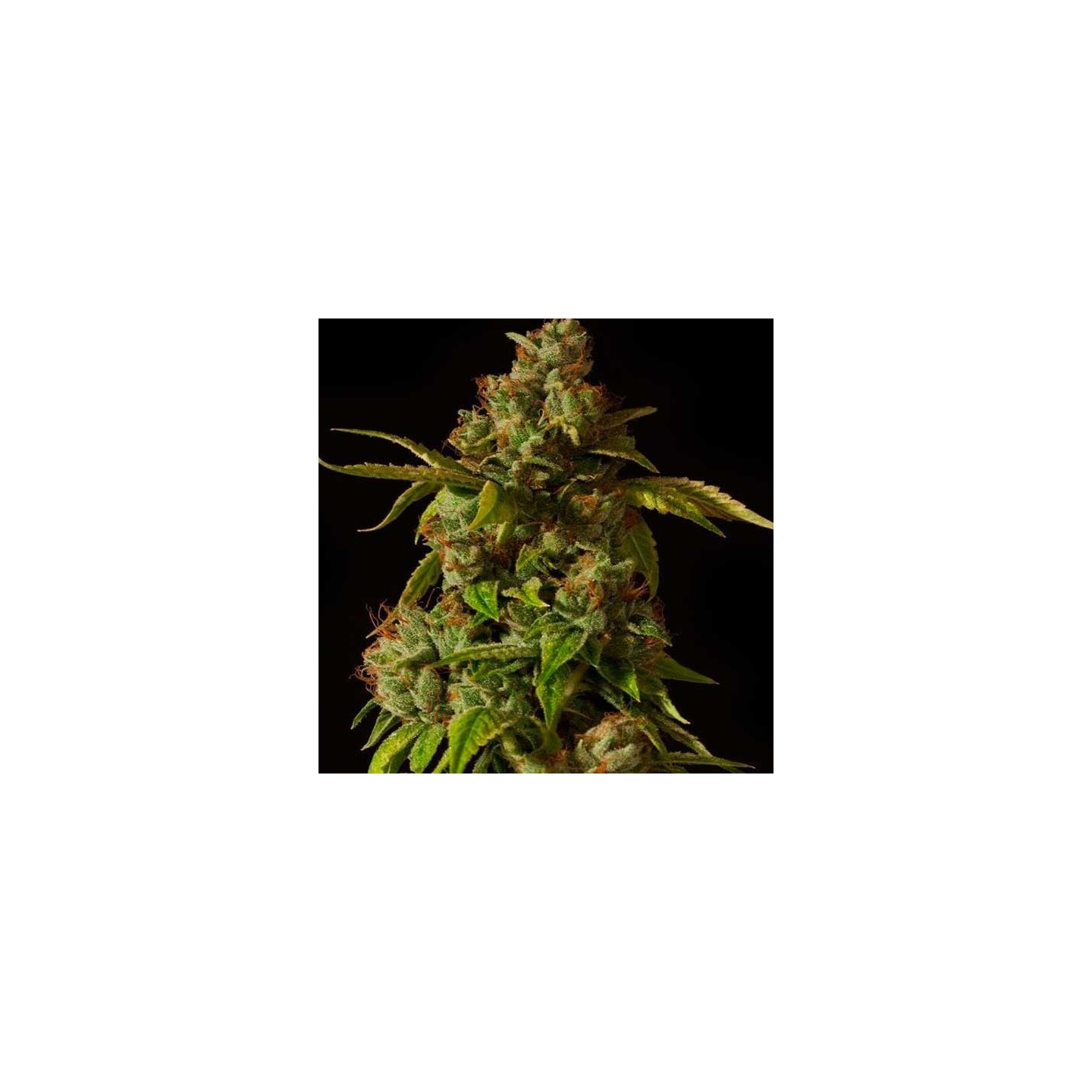 Hells Bell Regular de Devils Harvest Seeds