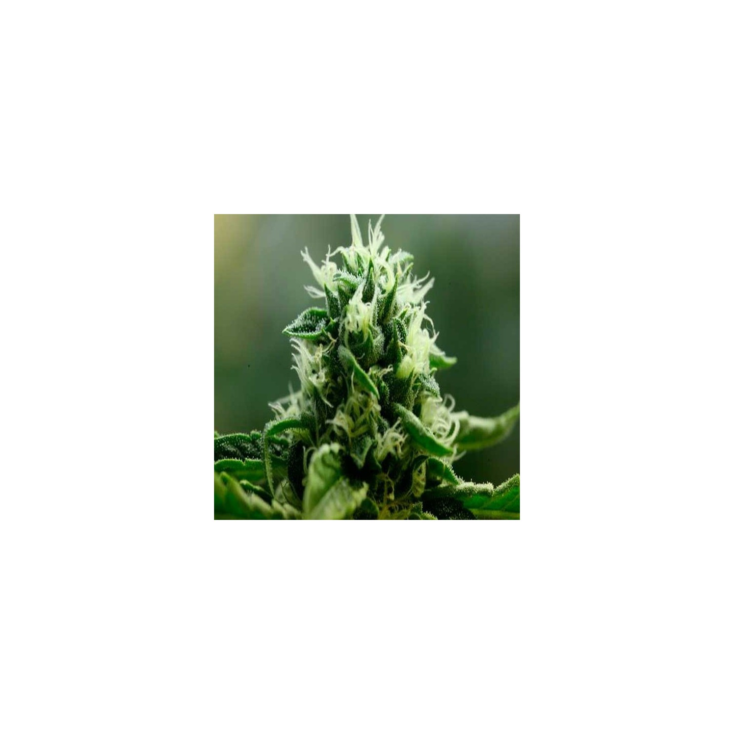 John Doe Regular de Devils Harvest Seeds