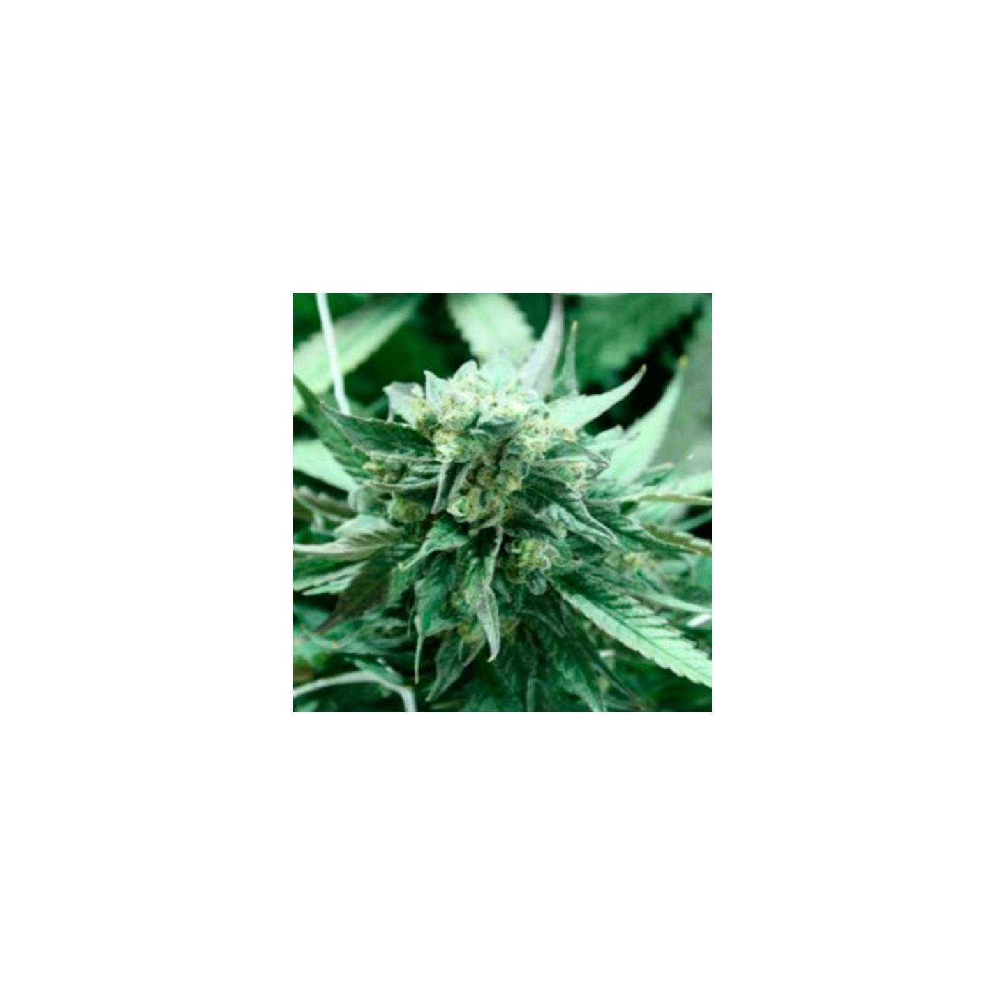 Khufu Regular de Devils Harvest Seeds