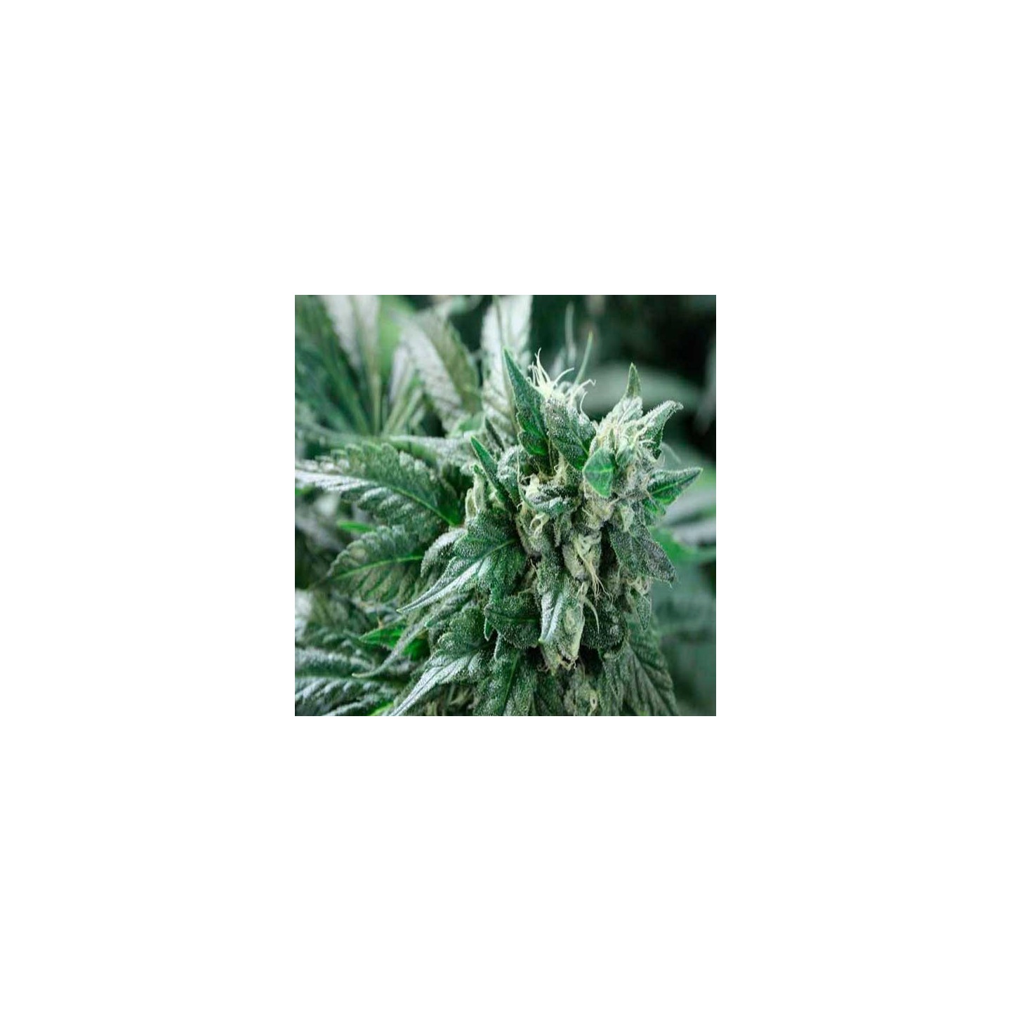 Kuchi Feminizada de Devils Harvest Seeds