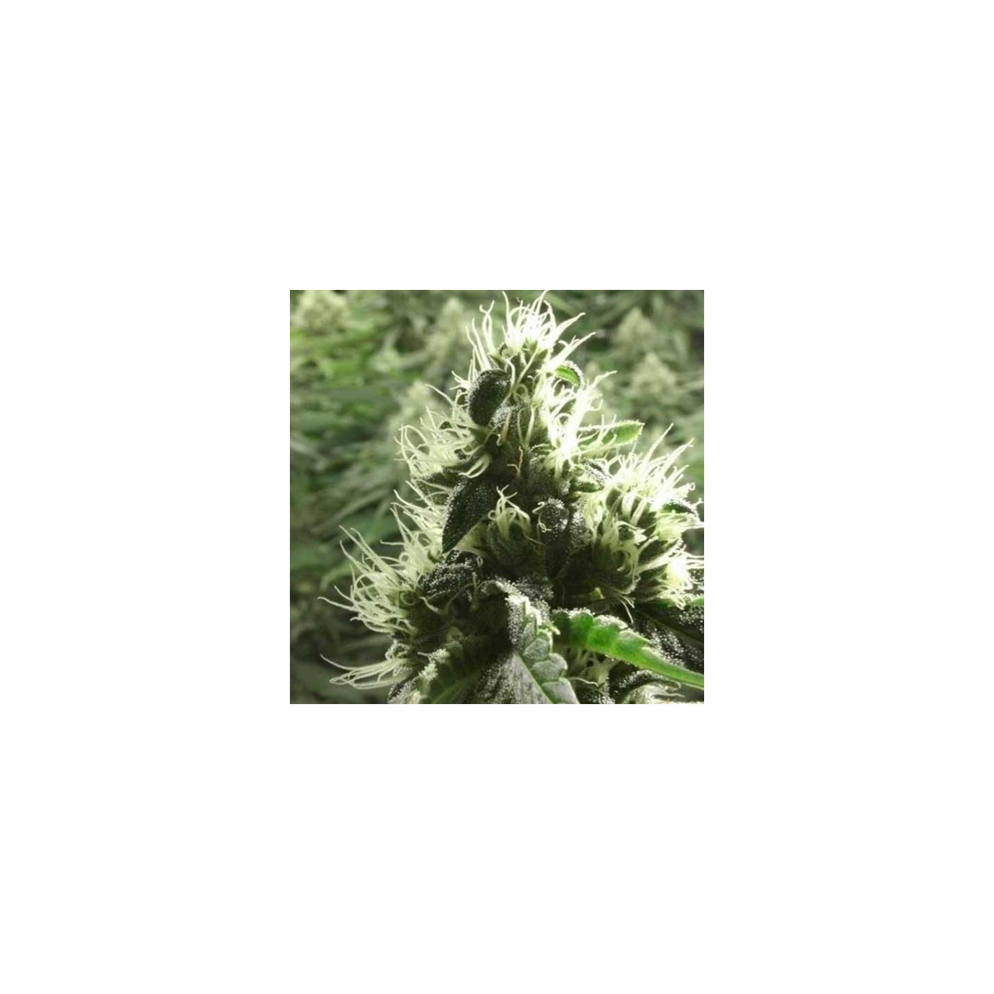 Rollex Og Kush Feminizada de Devils Harvest Seeds