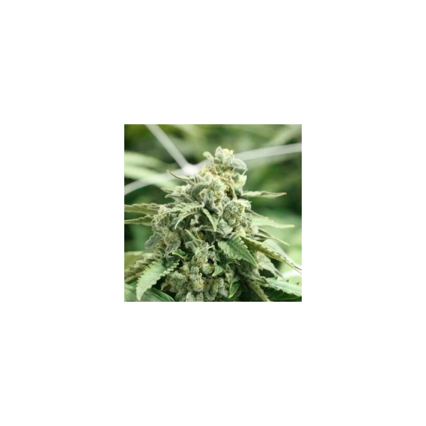 Shoreline Feminizada de Devils Harvest Seeds