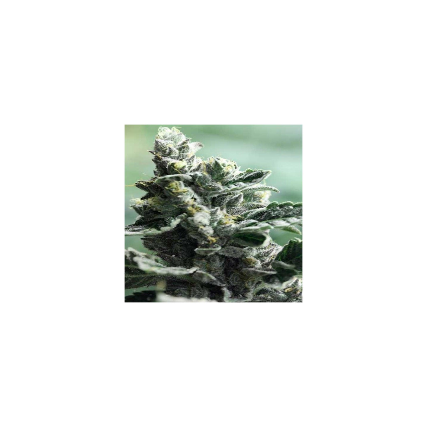 Strawberry Sour Diesel Feminizada de Devils Harvest Seeds
