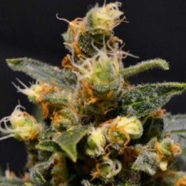 AK Feminizada de Cbd Seeds