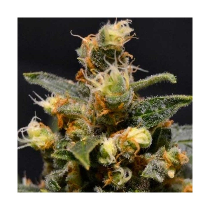 AK Feminizada de Cbd Seeds