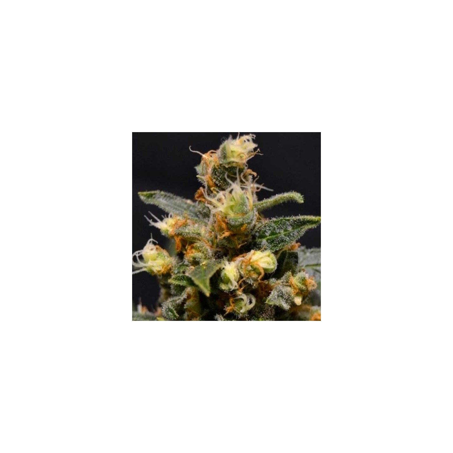 AK Feminizada de Cbd Seeds