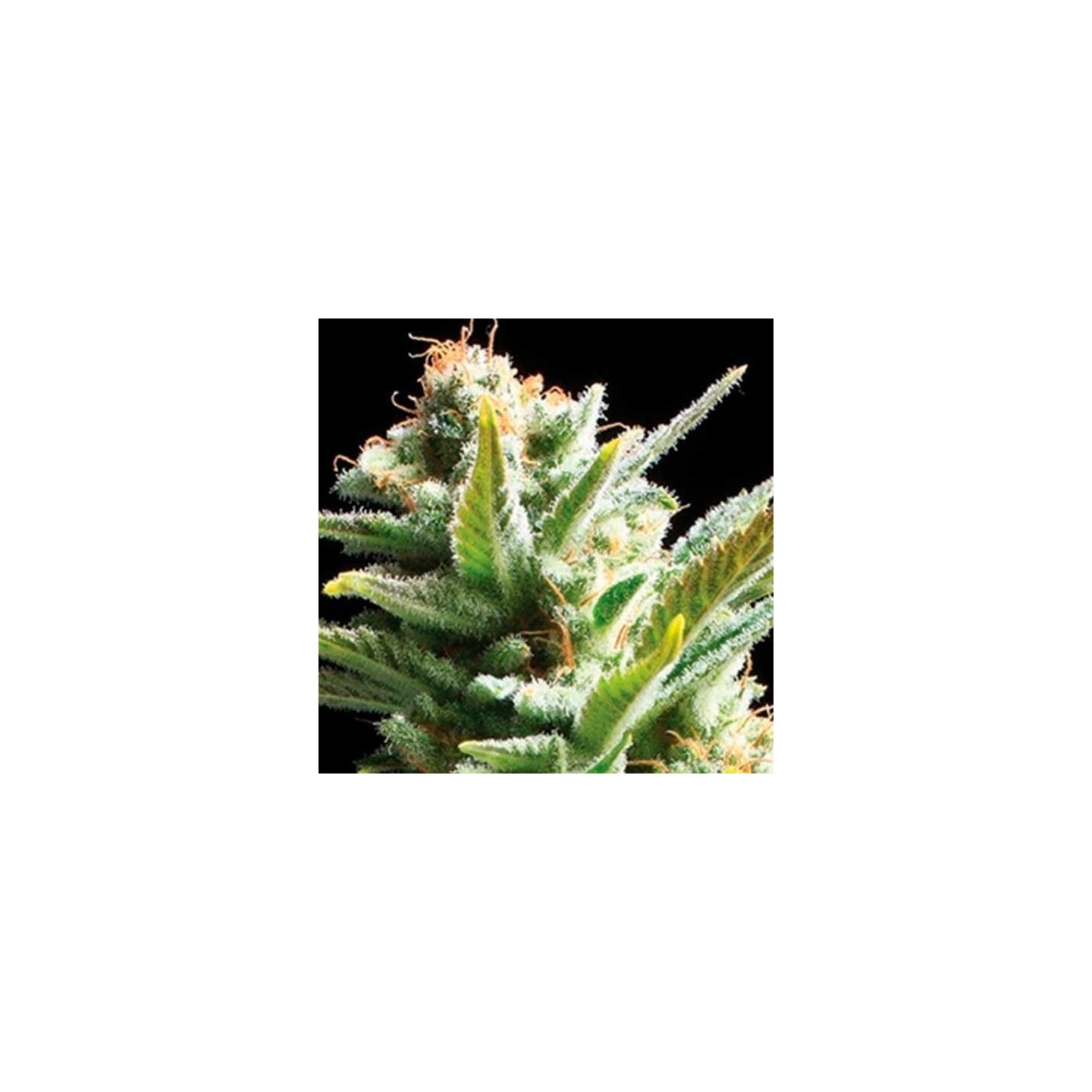 Amnesia 5 Feminizada de Cbd Seeds