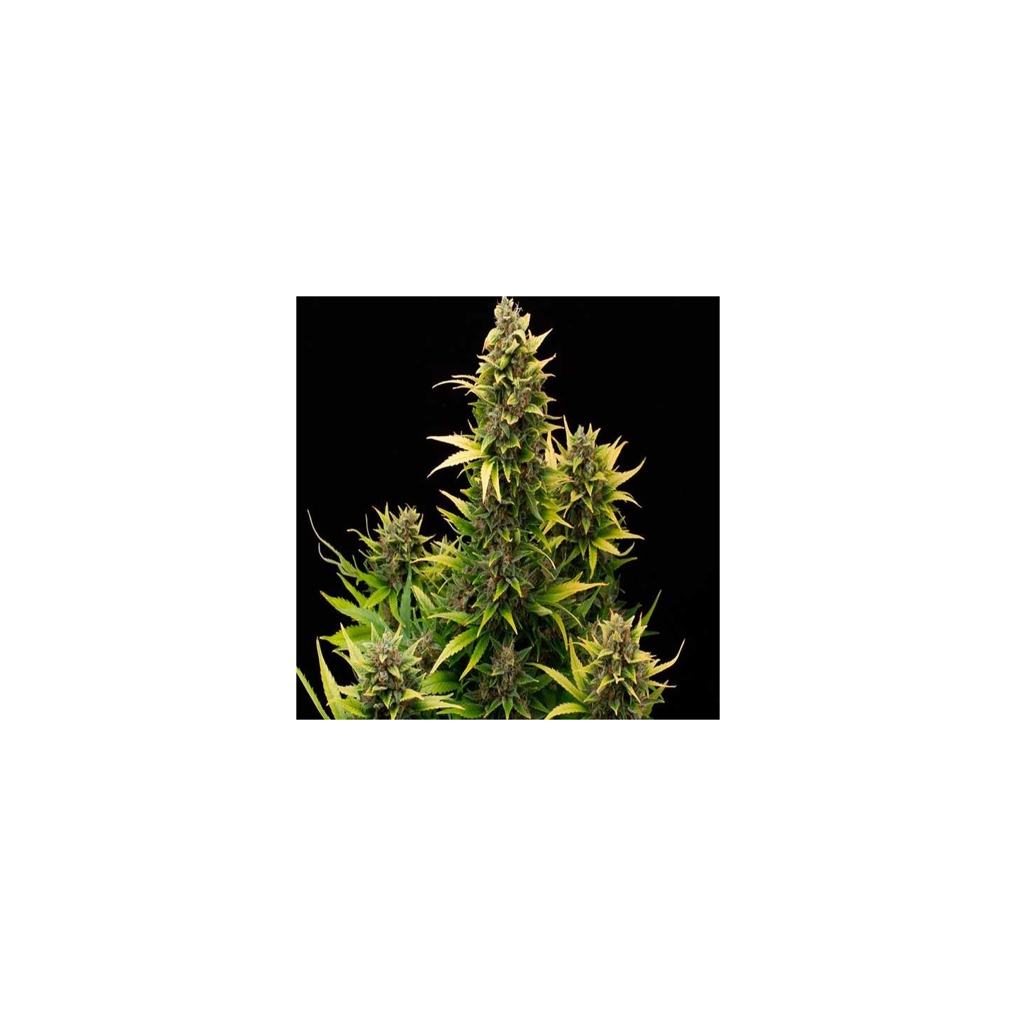 Amnesia Autofloreciente Feminizada de Cbd Seeds