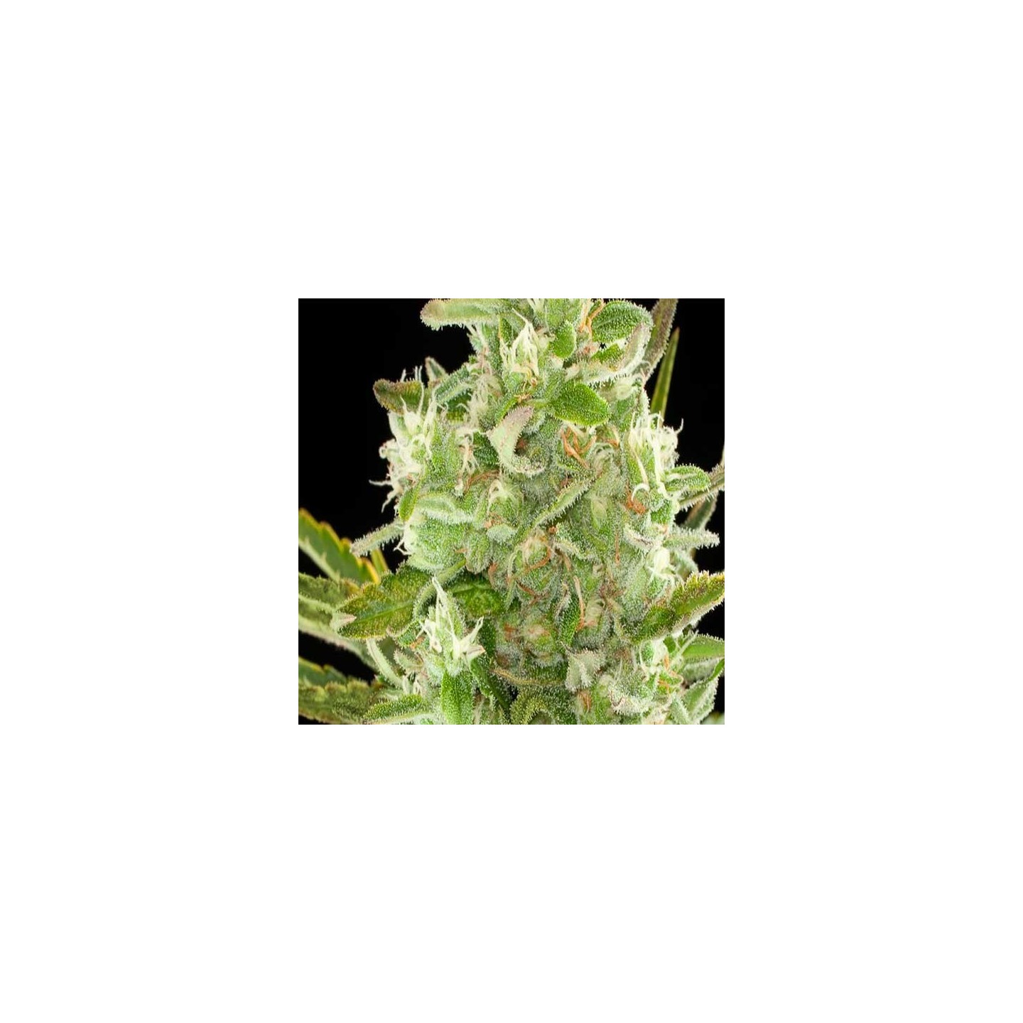 Critical Autofloreciente Feminizada de Cbd Seeds
