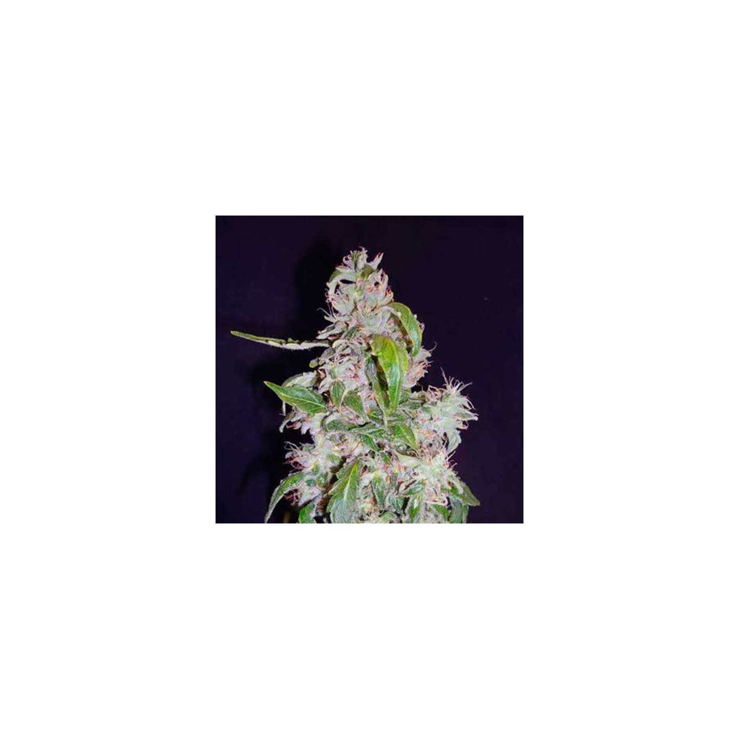 Diesel Autofloreciente Feminizada de Cbd Seeds