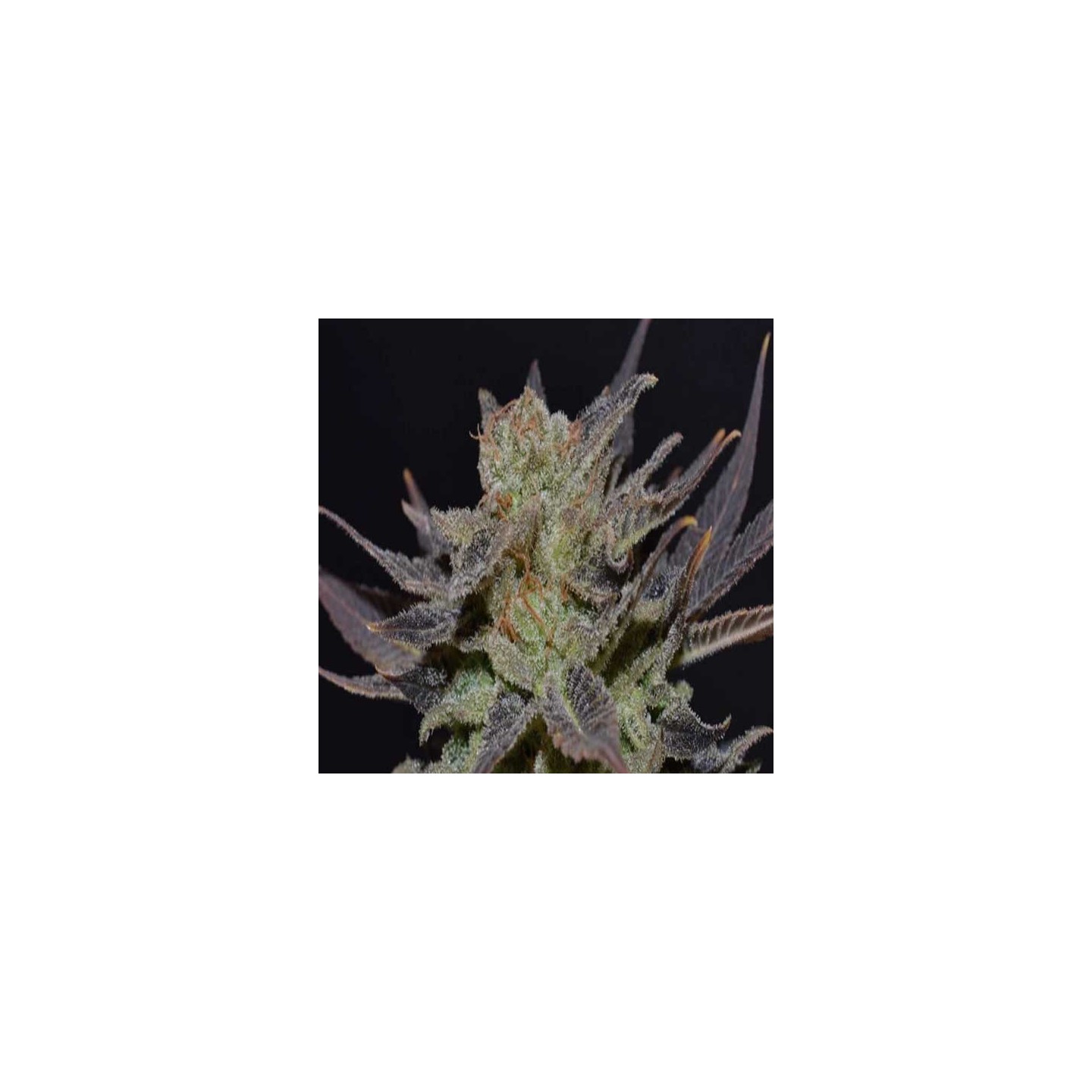 Lavender Autofloreciente Feminizada de Cbd Seeds