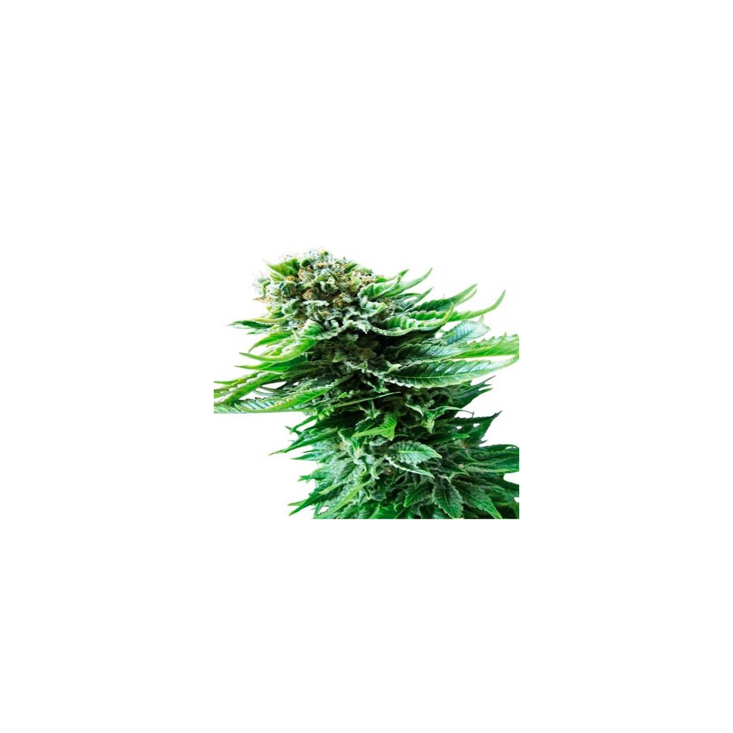 Northern Autofloreciente Feminizada de Cbd Seeds