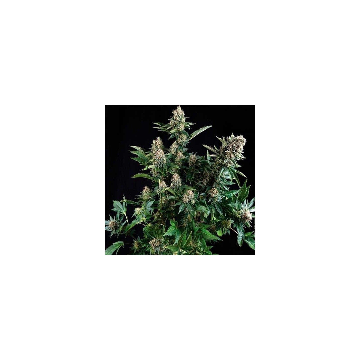 Widow Autofloreciente Feminizada de Cbd Seeds