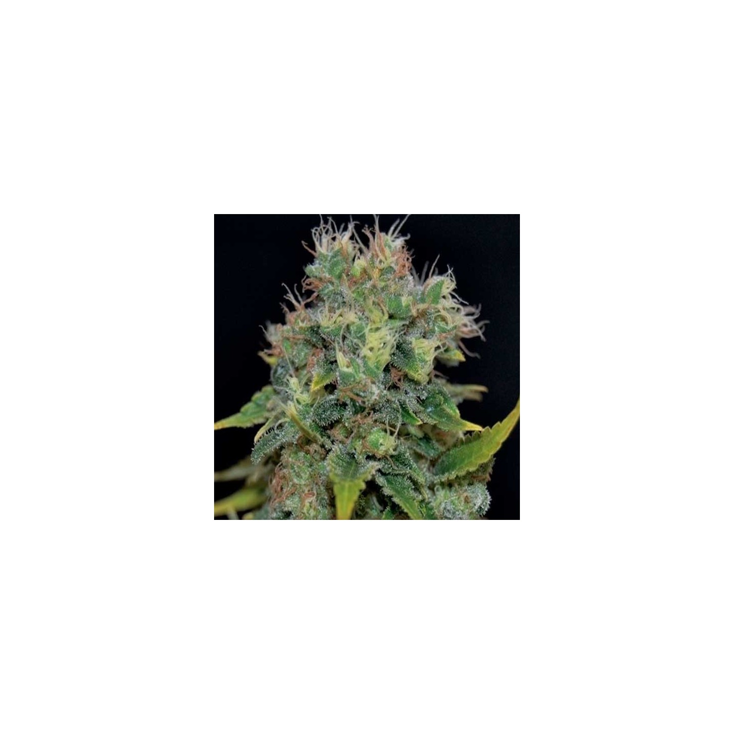 Yumbolt Autofloreciente Feminizada de Cbd Seeds