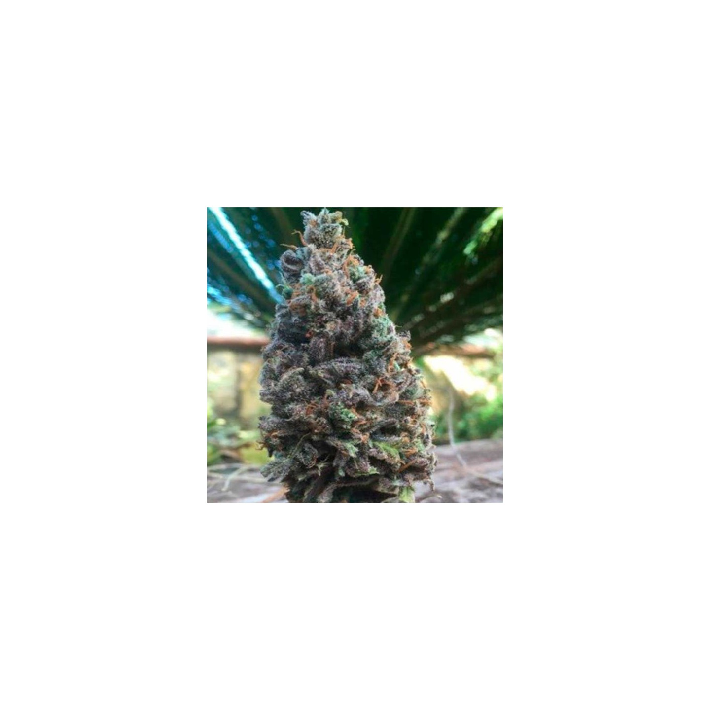 CBD Amnesia Feminizada de Cbd Seeds