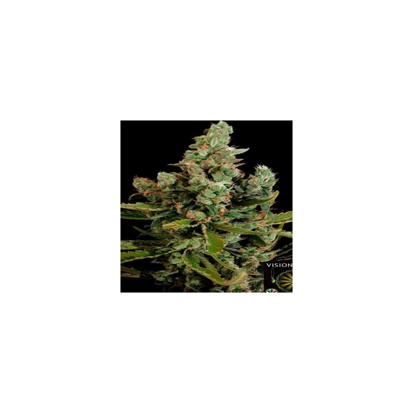 Cheese Feminizada de Cbd Seeds