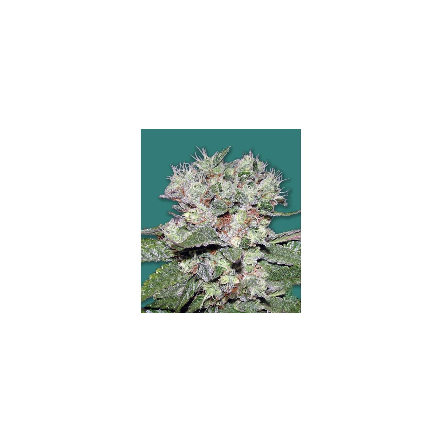 Bomb CBD Feminizada de Bomb Seeds