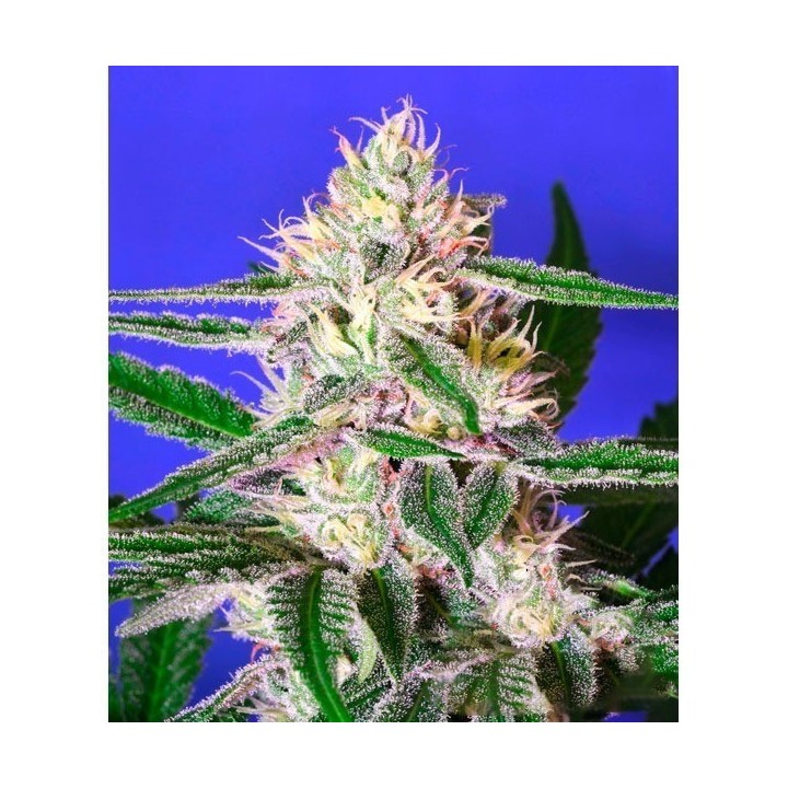 Edam Bomb Feminizada de Bomb Seeds
