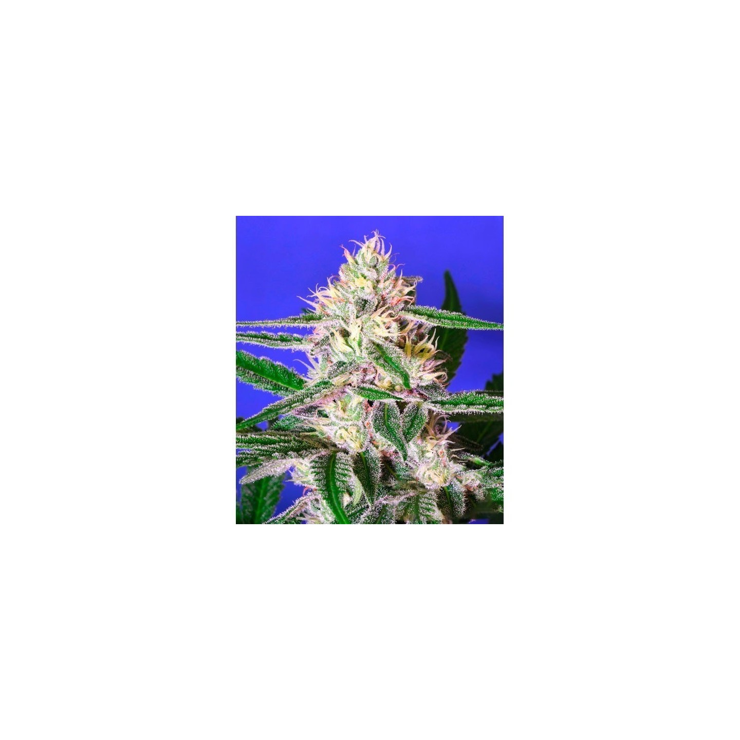 Edam Bomb Feminizada de Bomb Seeds