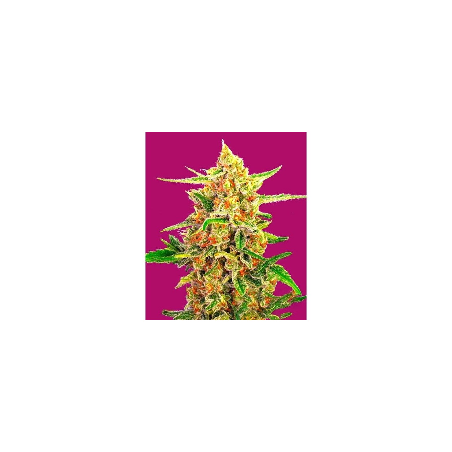 Cherry Bomb Feminizada de Bomb Seeds