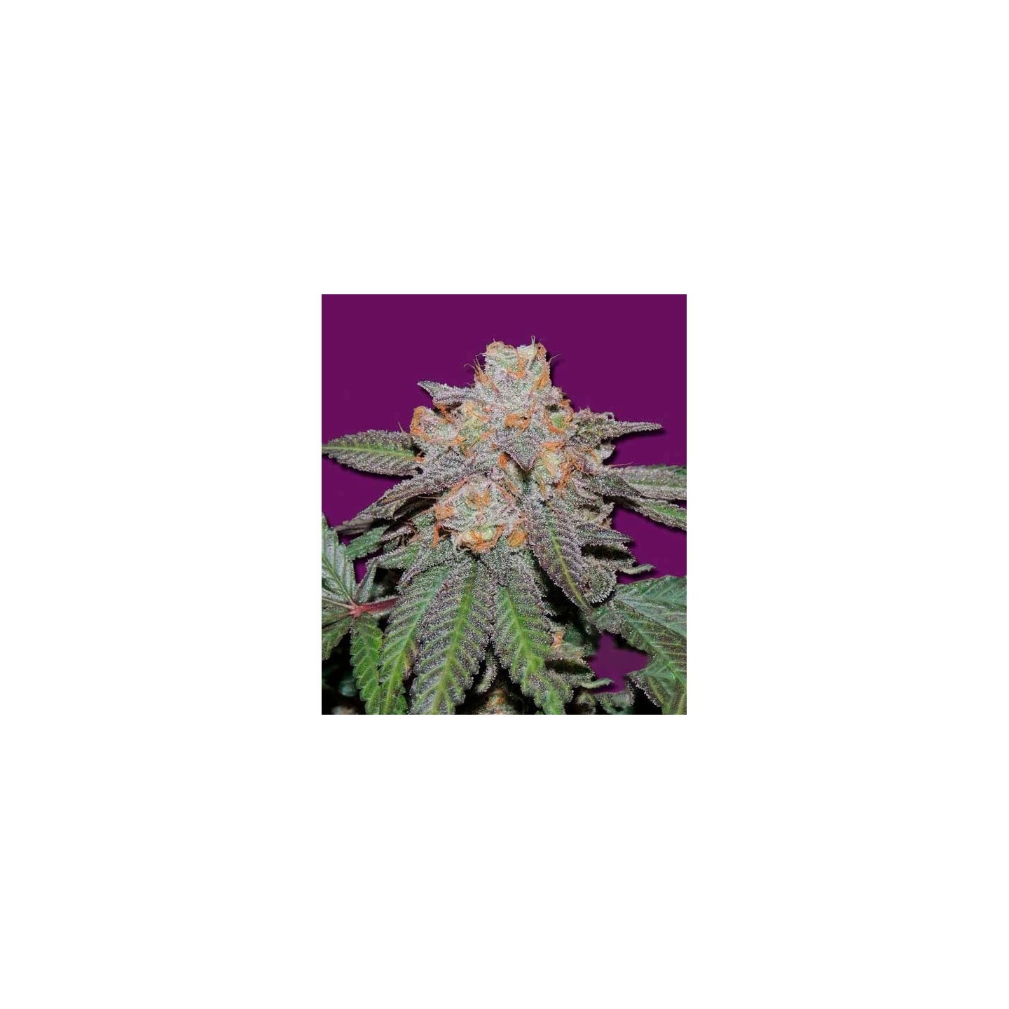 Cherry Bomb Autofloreciente Feminizada de Bomb Seeds