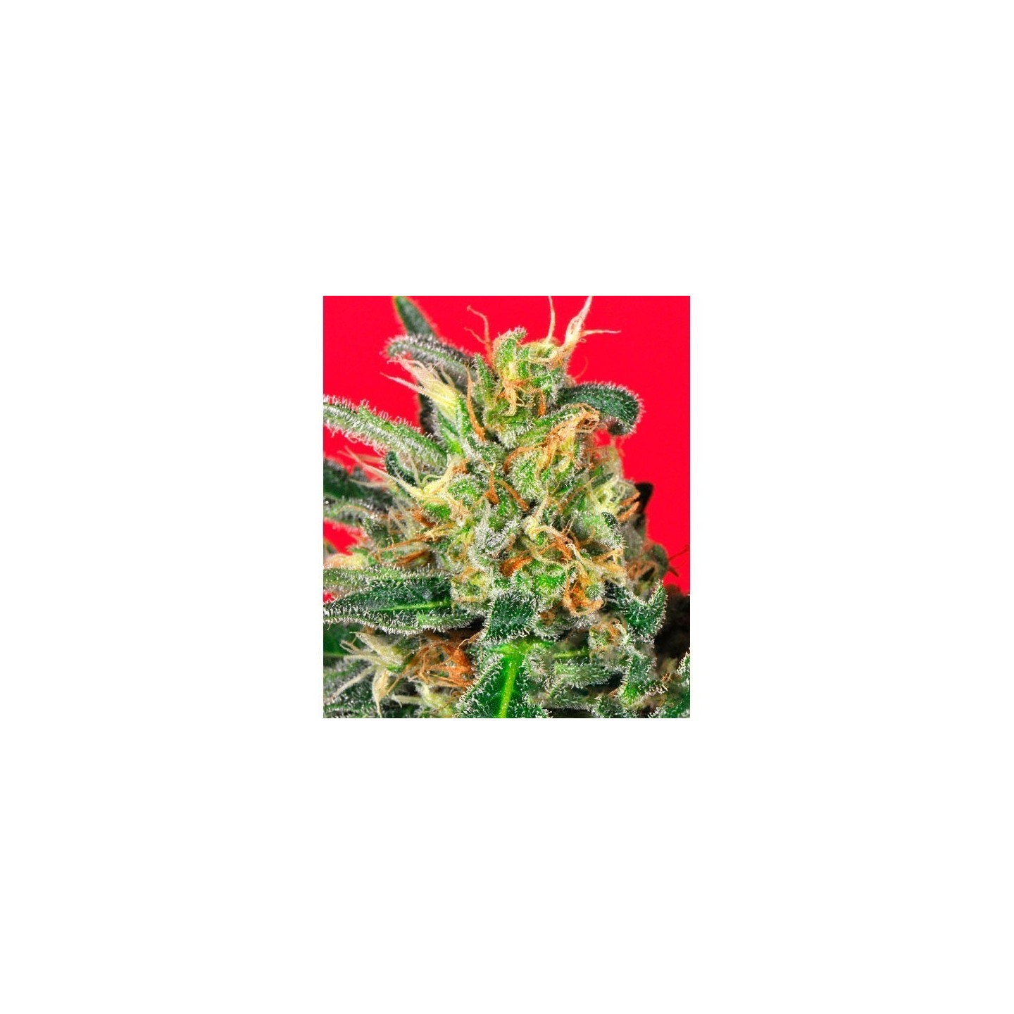 Cluster Bomb Feminizada de Bomb Seeds