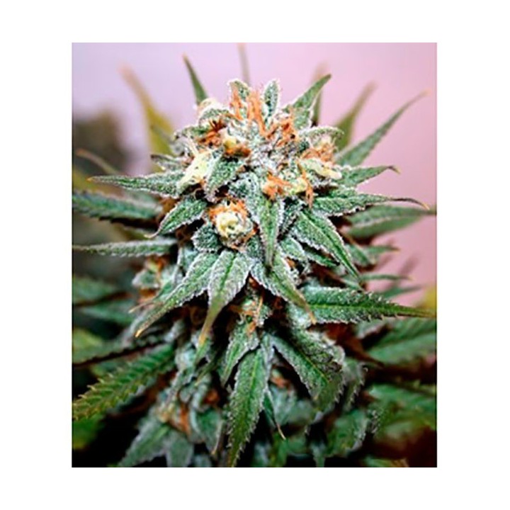 Hash Bomb Feminizada de Bomb Seeds