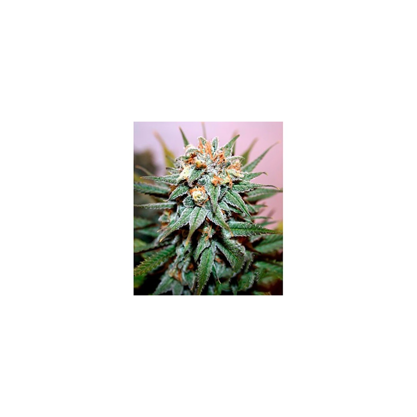 Hash Bomb Feminizada de Bomb Seeds