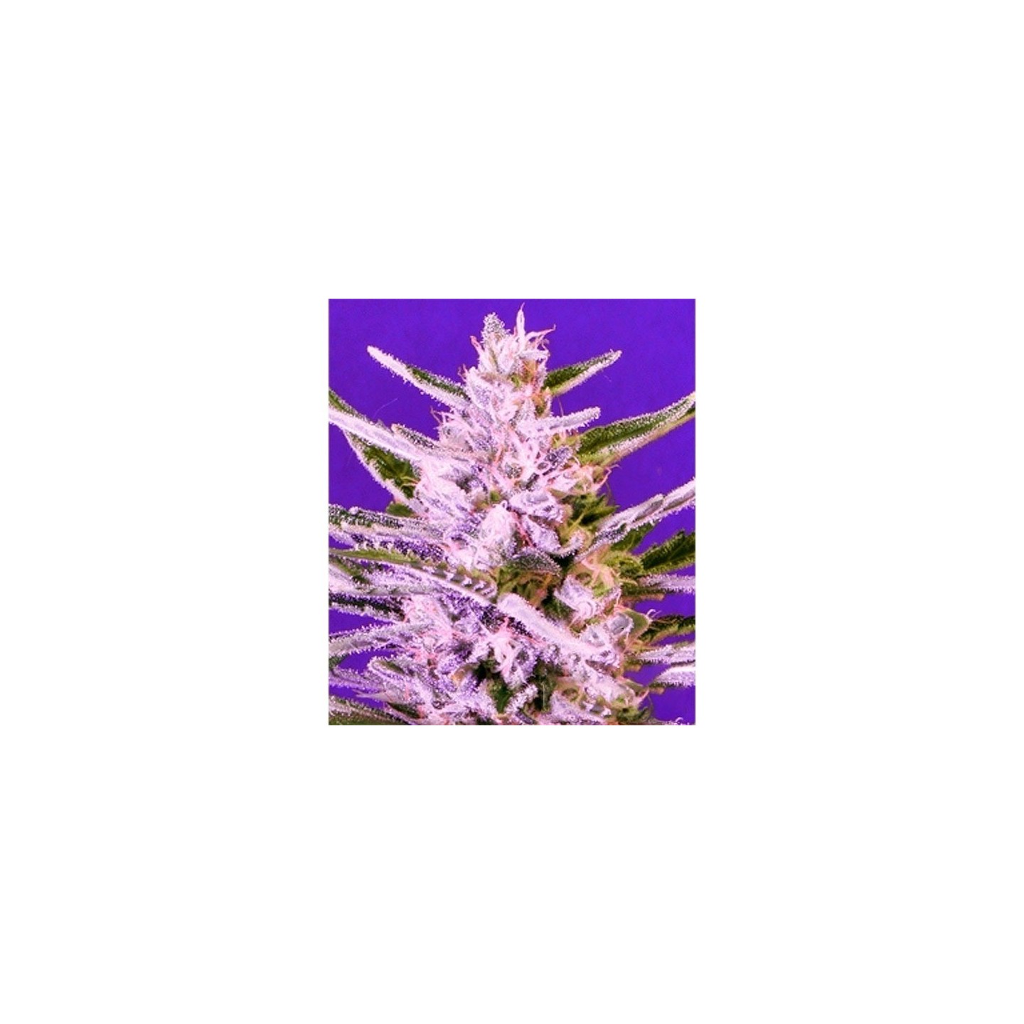 Ice Bomb Feminizada de Bomb Seeds