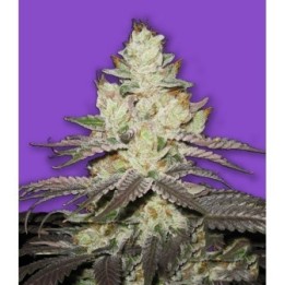 Killer Purps Feminizada de Bomb Seeds