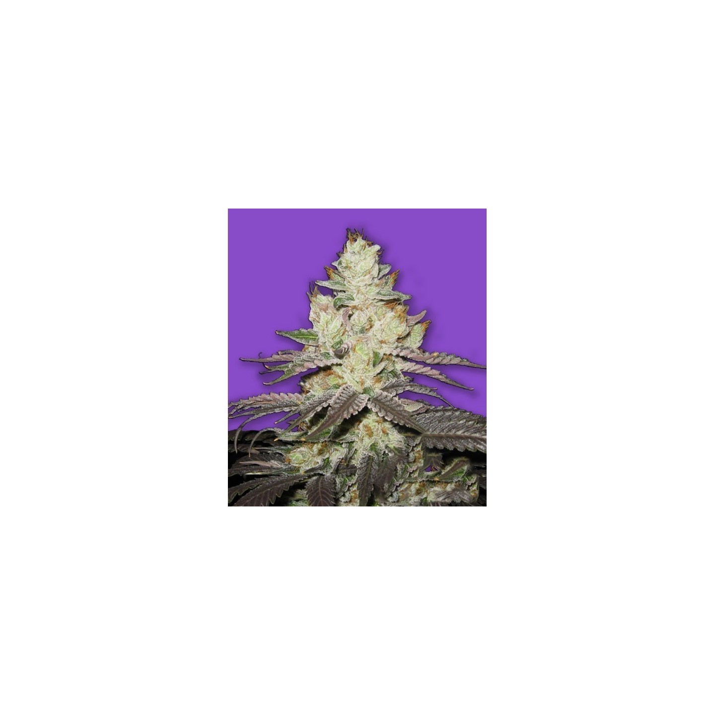 Killer Purps Feminizada de Bomb Seeds