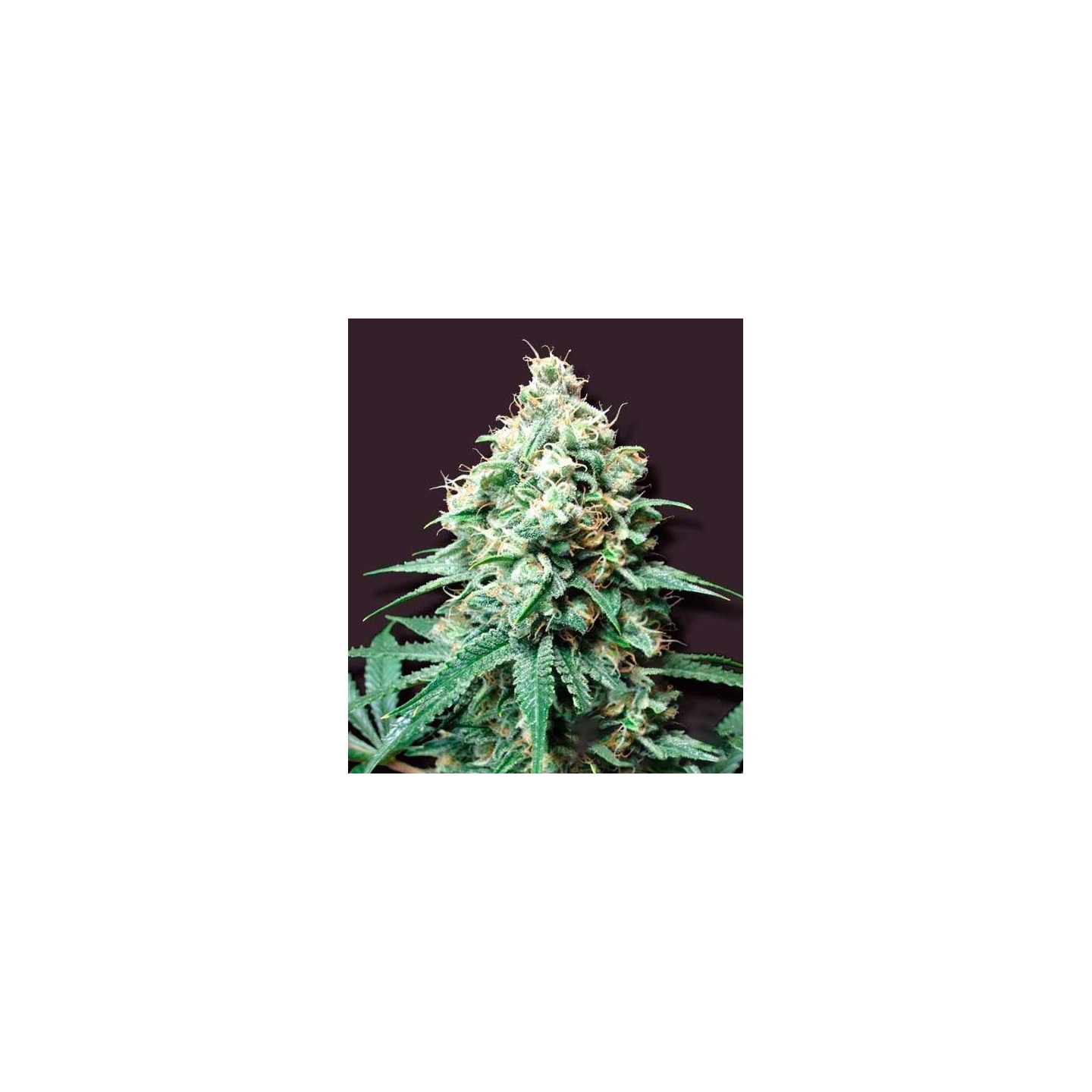Kush Bomb Feminizada de Bomb Seeds