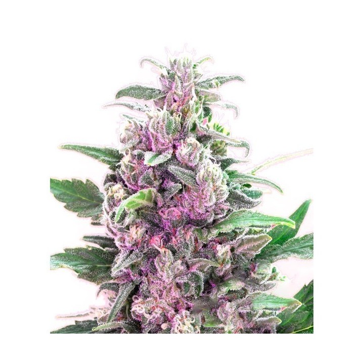THC Bomb Feminizada de Bomb Seeds