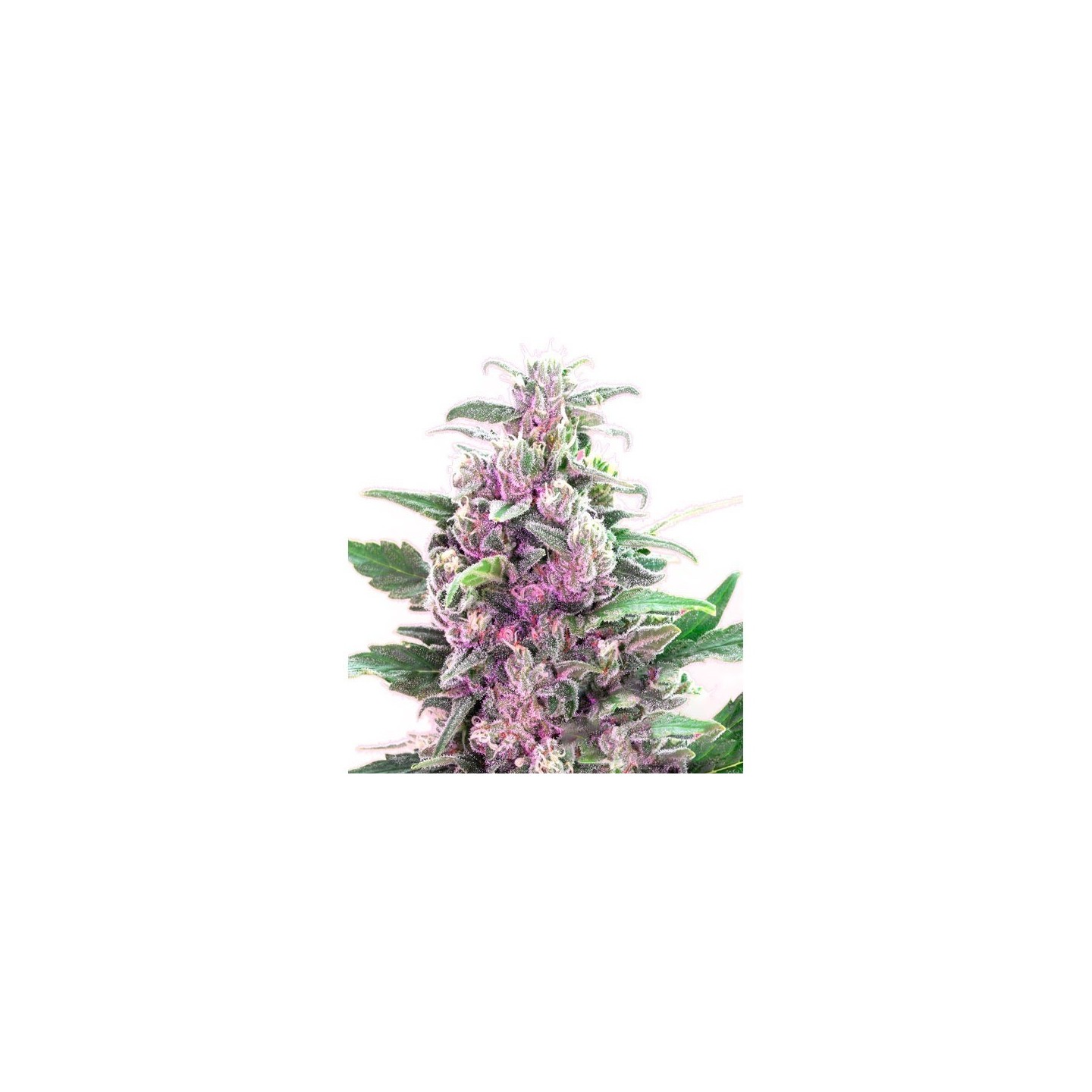 THC Bomb Feminizada de Bomb Seeds