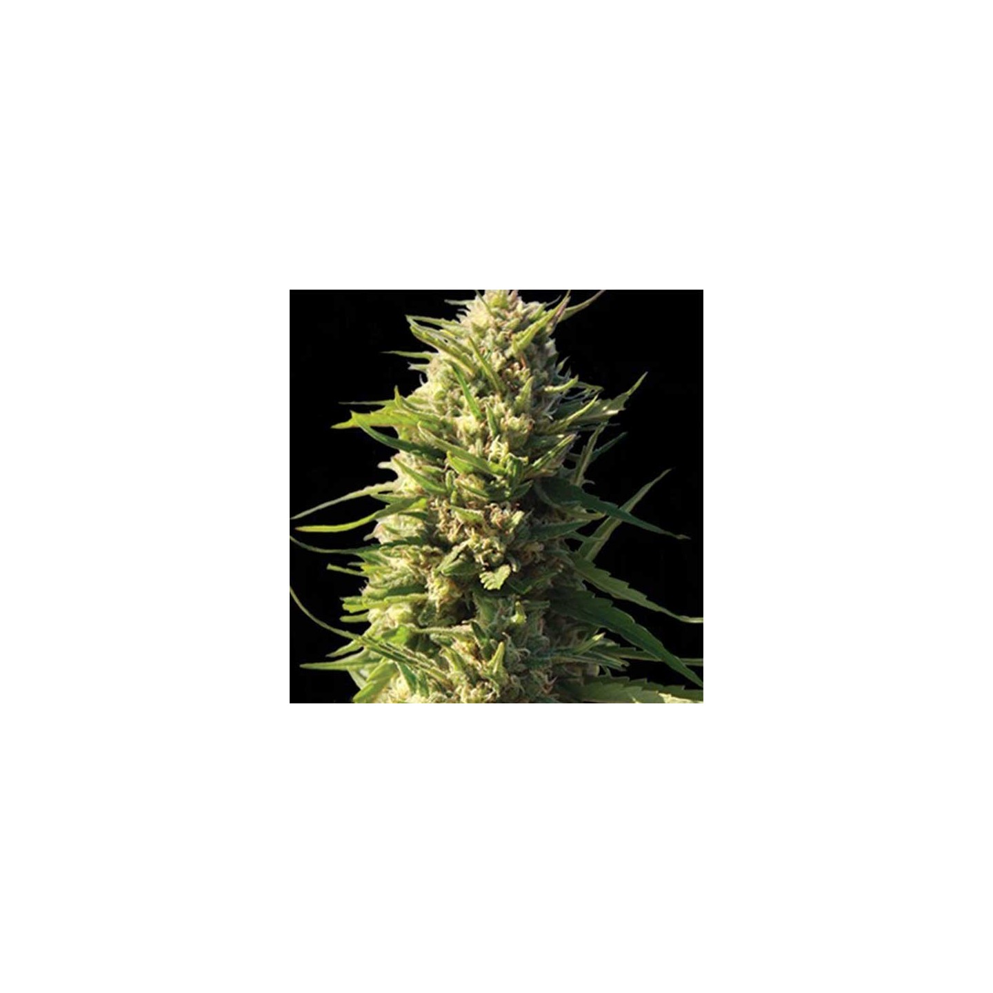Critical Feminizada de Cbd Seeds
