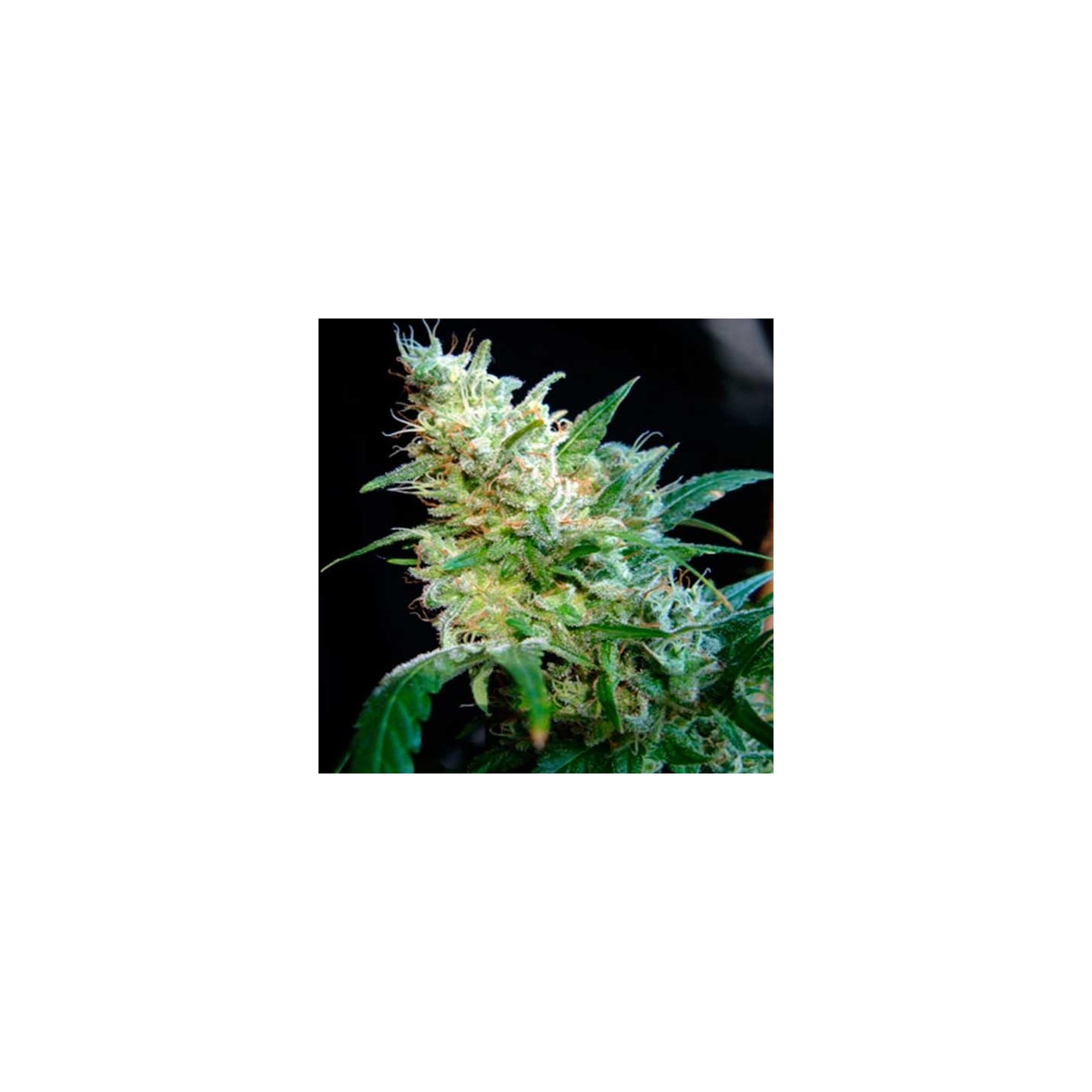 Diesel Feminizada de Cbd Seeds