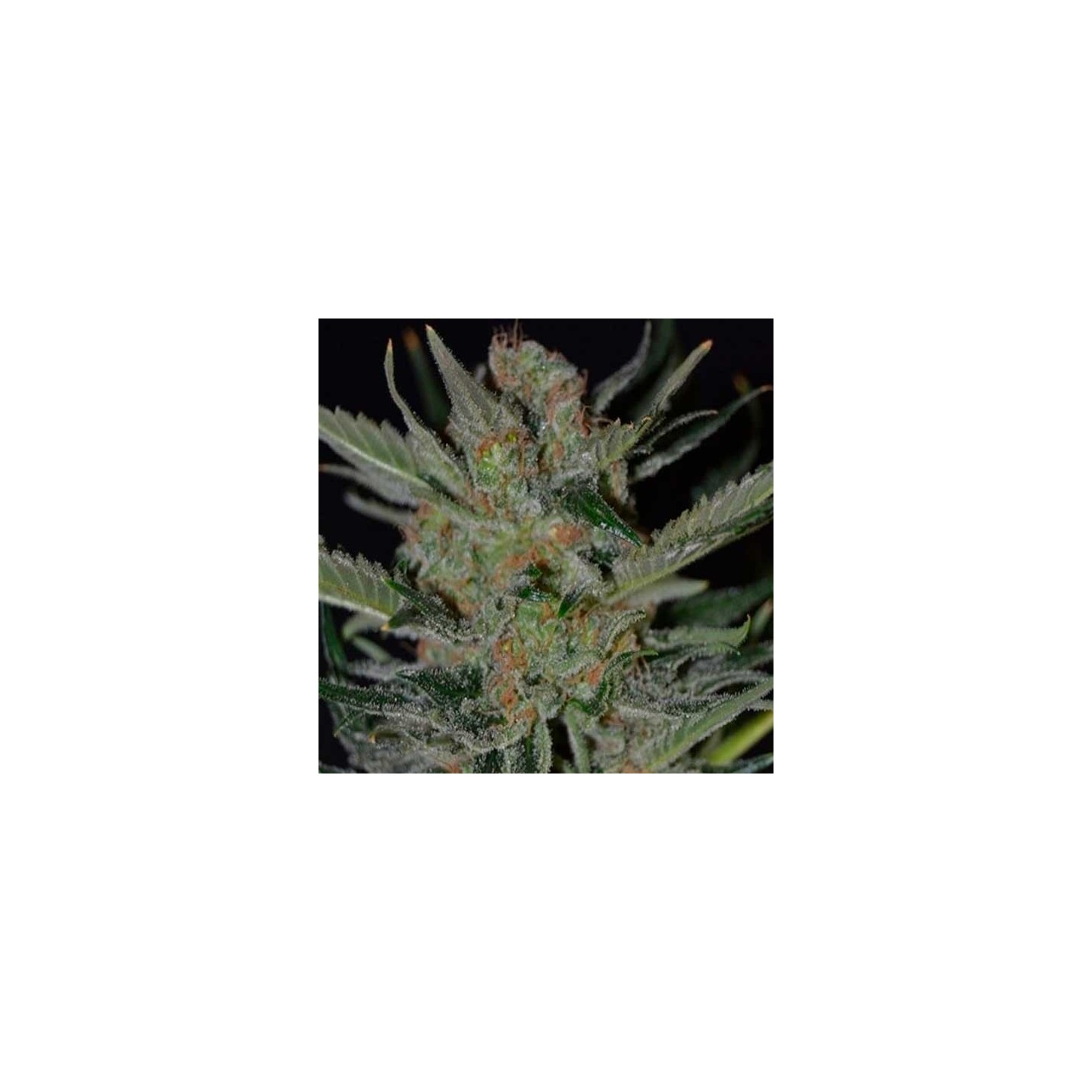 Domina Feminizada de Cbd Seeds